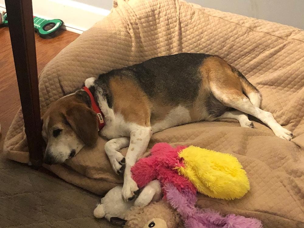 Customer photo review of Dog Bed Slip Cover