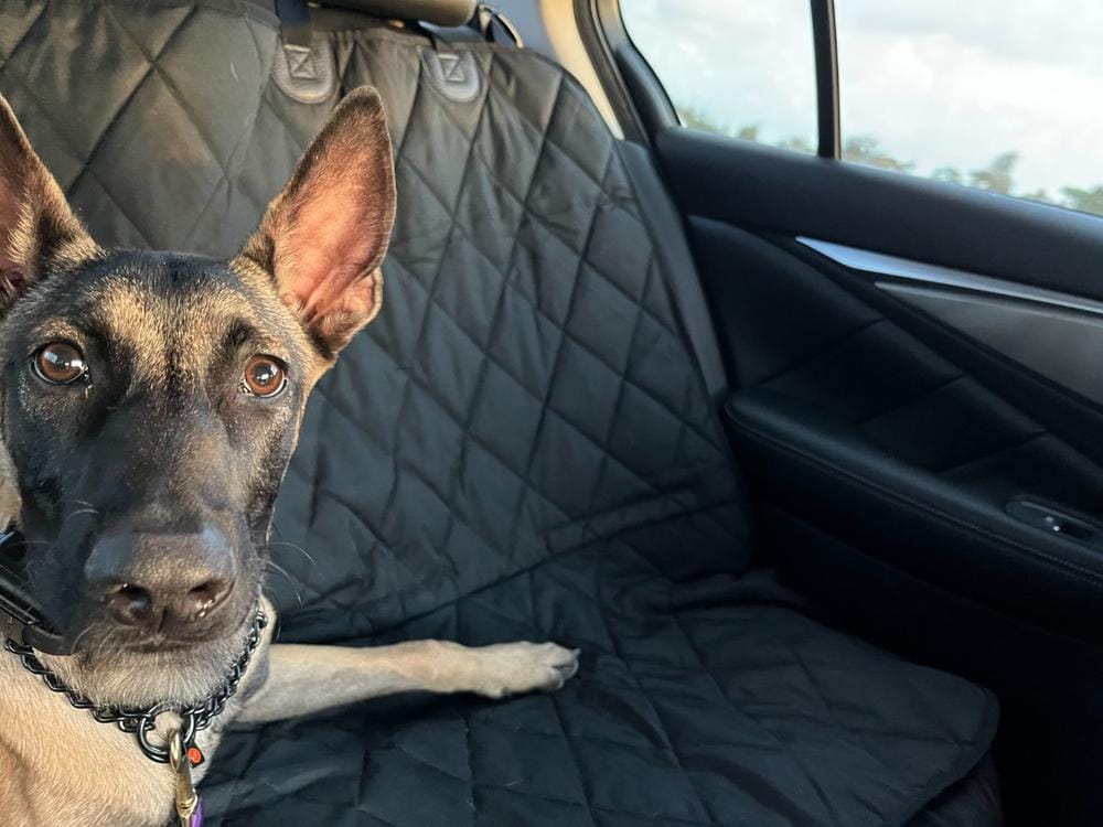 Customer photo review of Dog Rear Seat Cover - No Hammock