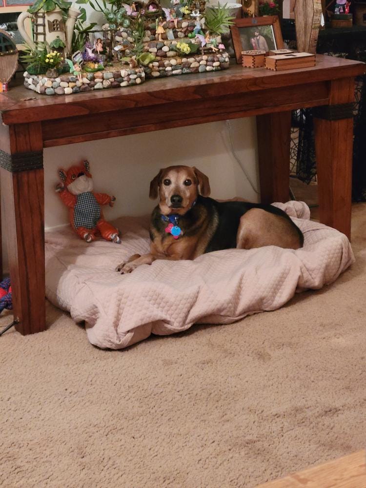 Customer photo review of Dog Bed Slip Cover
