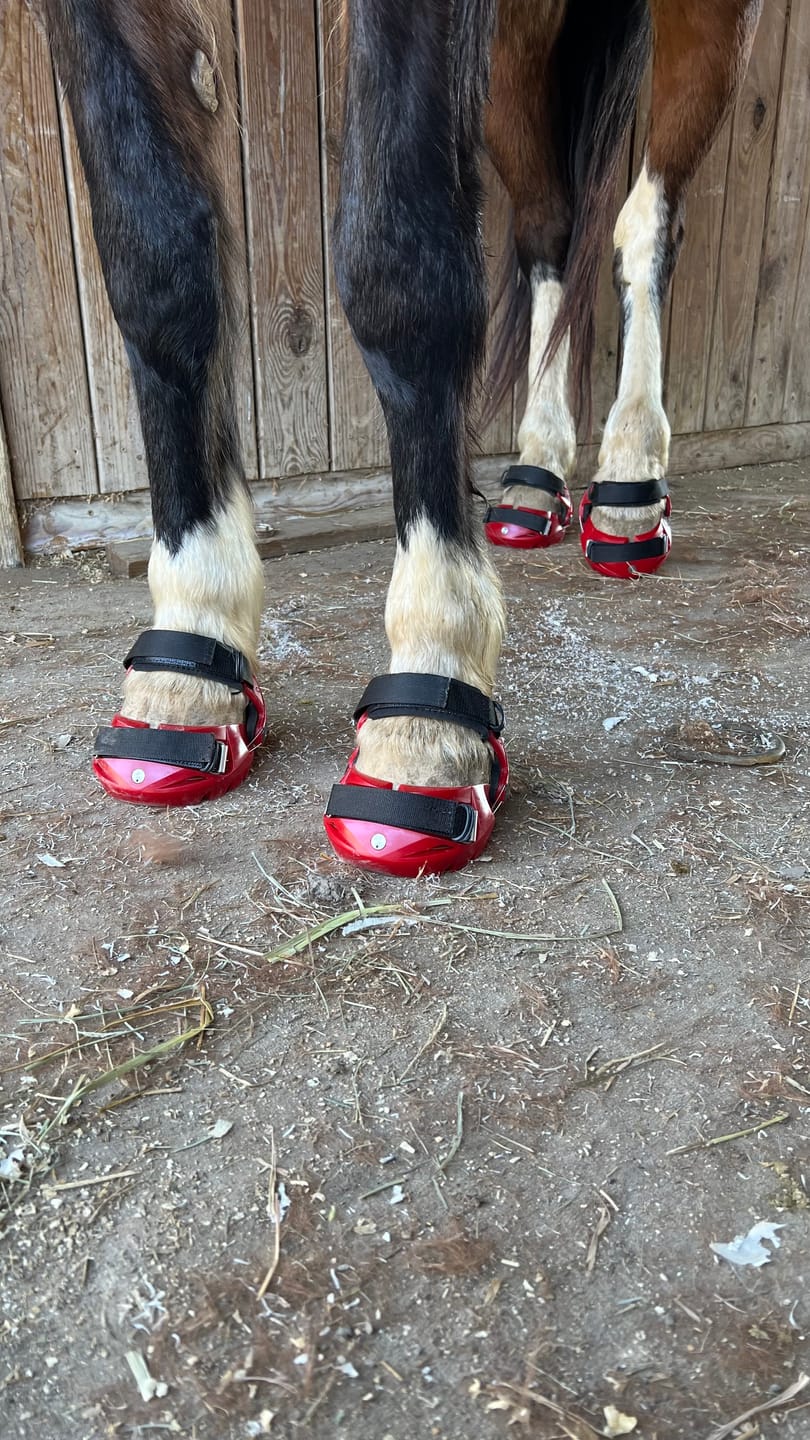 Customer photo review of Renegade® Viper Shield™ Hoof Boots - Dragon Fire Red