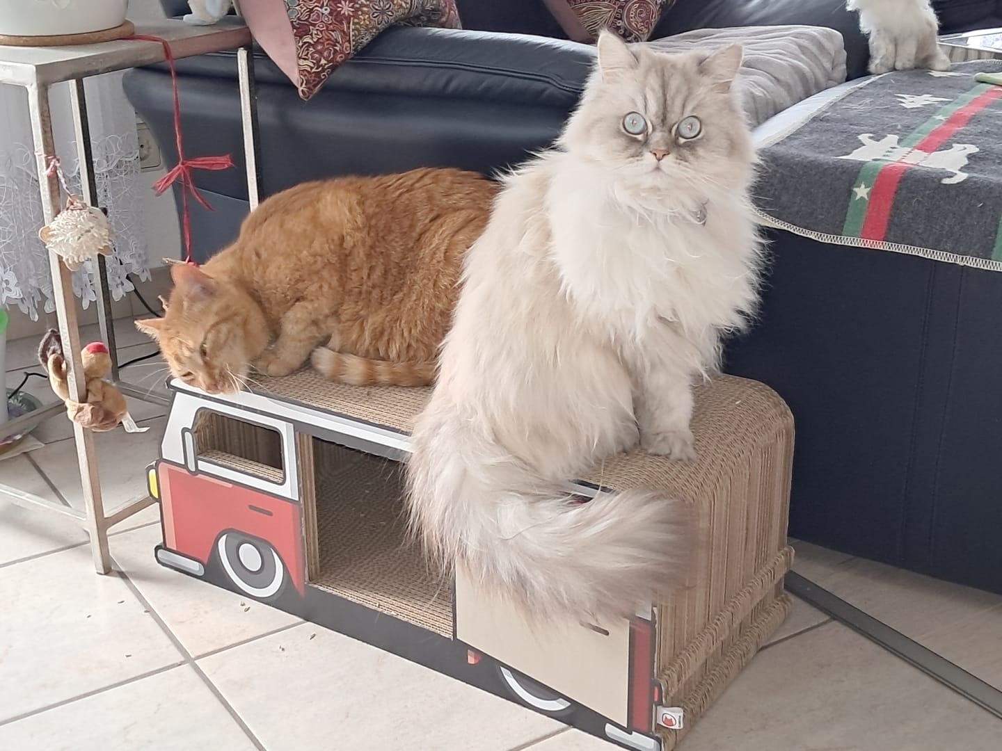 Customer photo review of KratzCamper