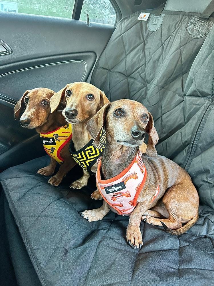 Customer photo review of Dog Rear Seat Cover - No Hammock