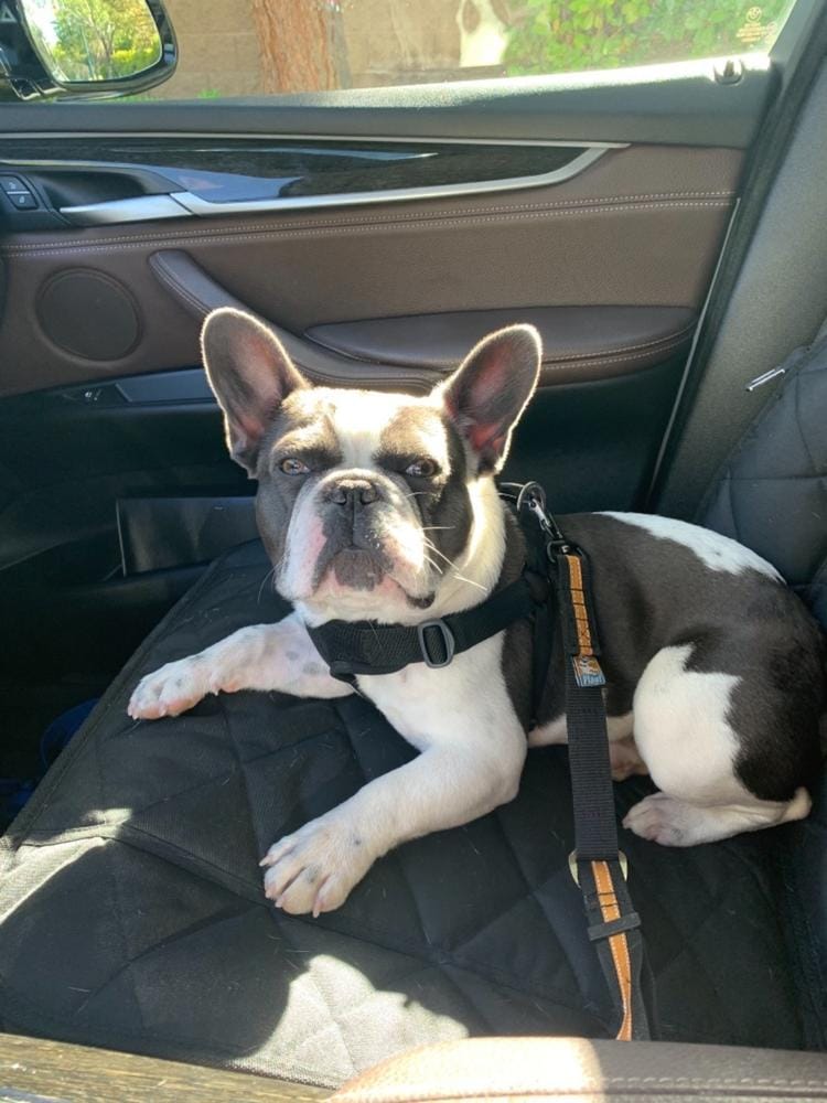 Customer photo review of Front Seat (Bucket Seat) Cover