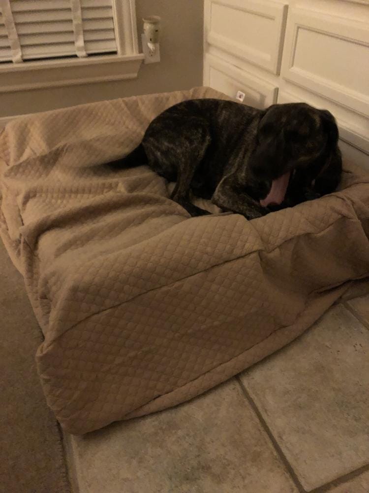 Customer photo review of Dog Bed Slip Cover