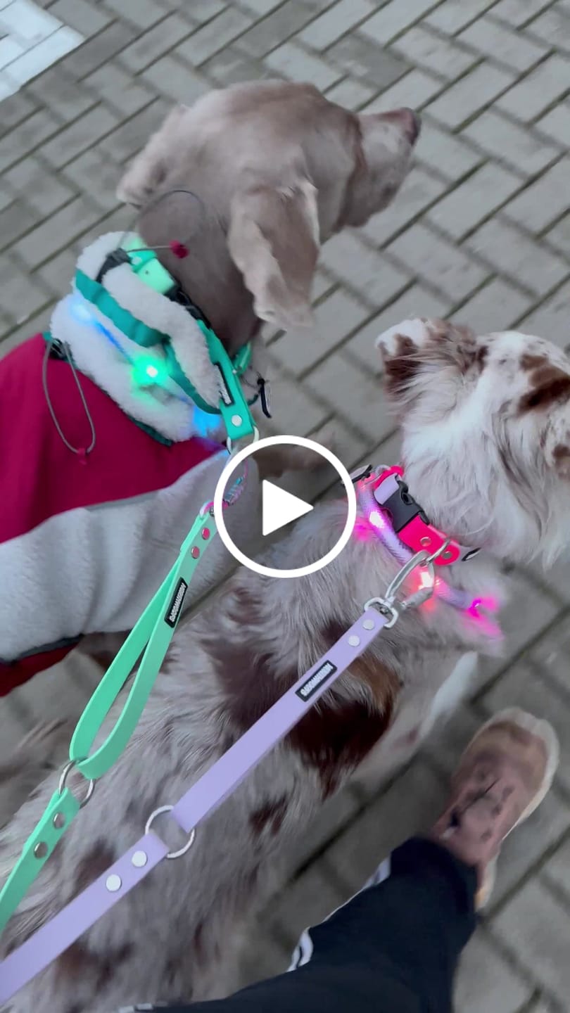 Customer video review of The Multi QuickLead™ Duo Tone - Dog Leash
