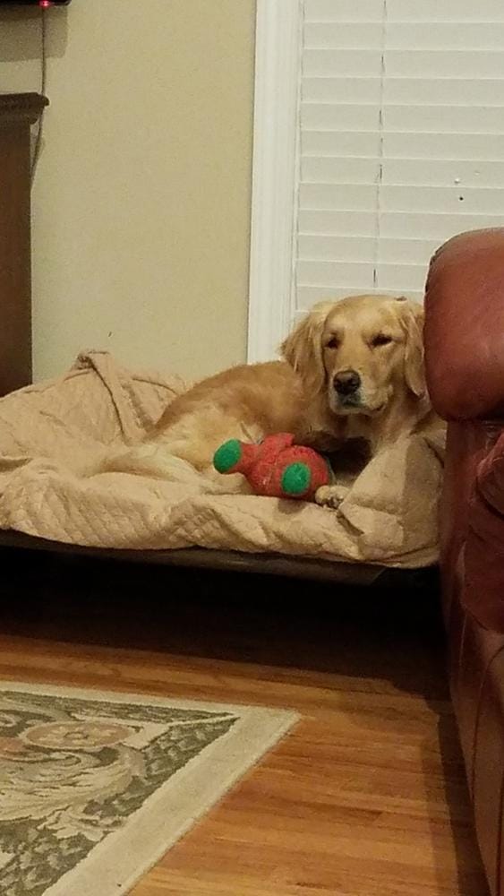 Customer photo review of Dog Bed Slip Cover