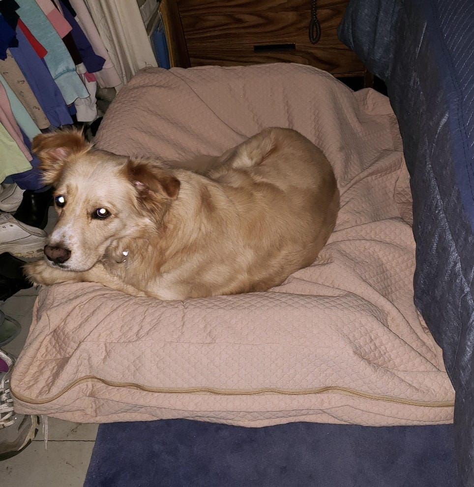 Customer photo review of Dog Bed Slip Cover