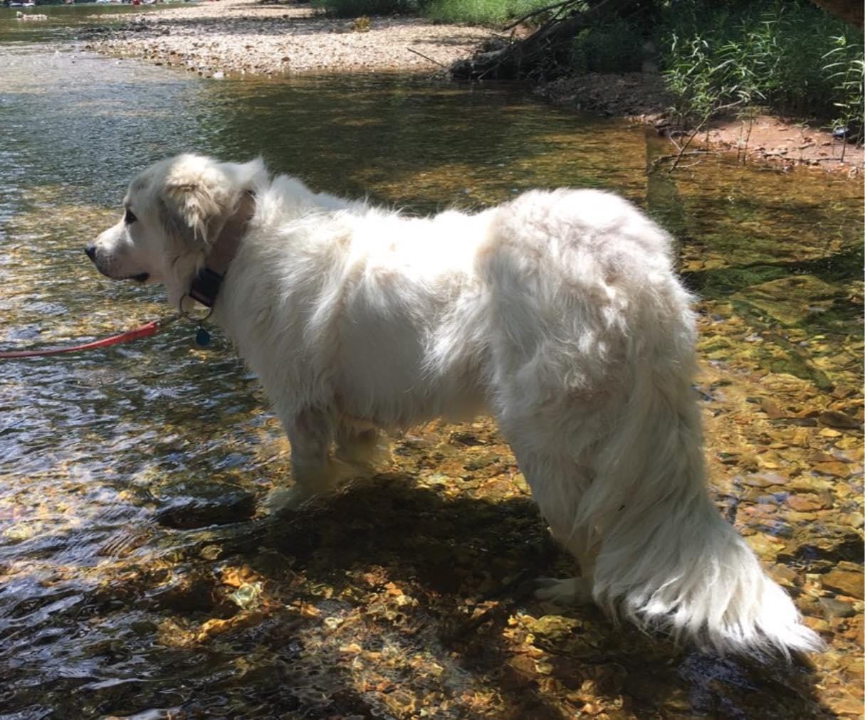 Customer photo review of GCP Flea & Tick Natural Defense for Dogs - 100 Soft Chews