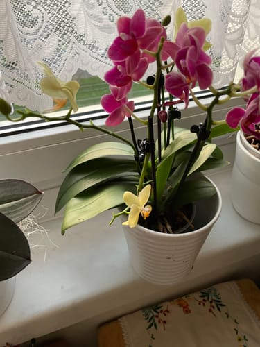 Customer photo review of Cocktail Orchidee mit gelb-roten Blüten und 5+ Rispen
