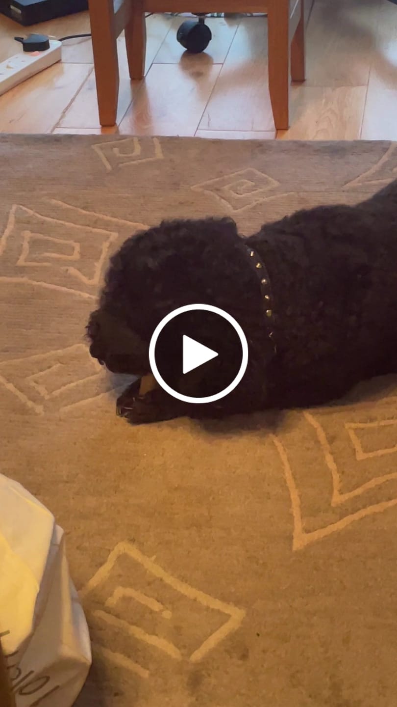 Customer video review of Himmaleh Yak Chews For Dogs