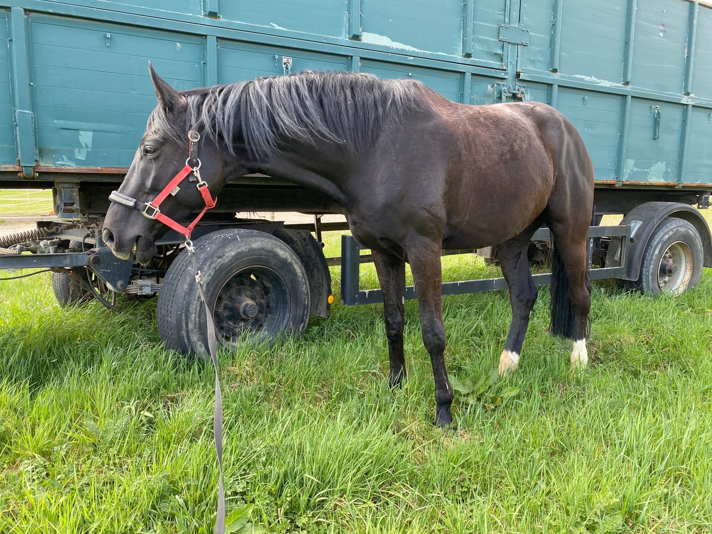 Customer photo review of PFERDESTARK Bio Hanfpellets für Pferde Pferdefutter 10kg Beutel