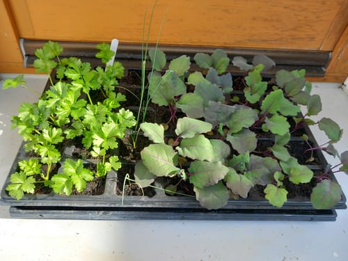 Customer photo review of Untersetzer für QuickPot Anzuchtplatten