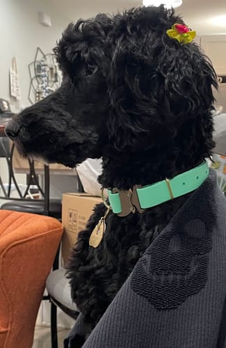 Customer photo review of Adjustable Biothane Quick Release Dog Collar