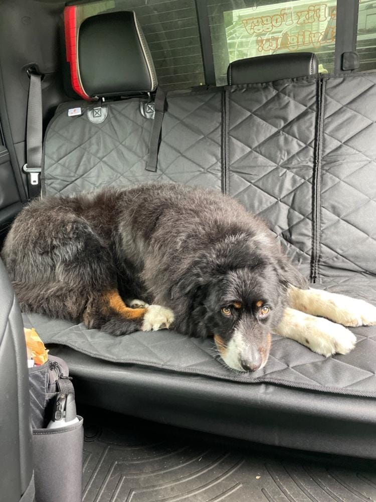 Customer photo review of Dog Rear Seat Cover - No Hammock