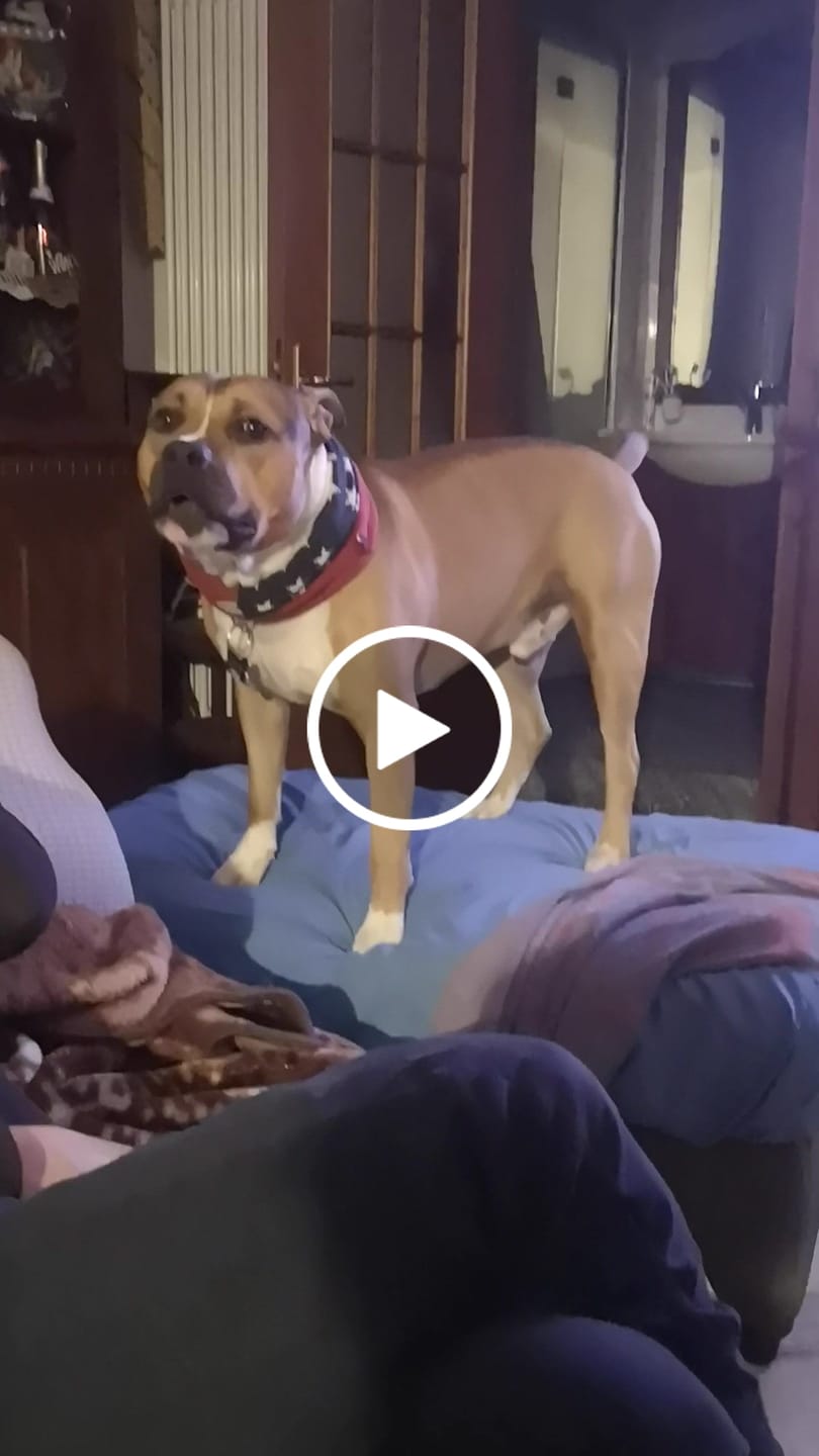 Customer video review of Belly Champ