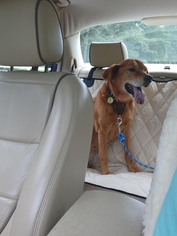Customer photo review of Dog Rear Seat Cover - No Hammock