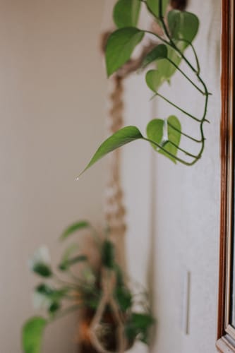 Customer photo review of Plant Food