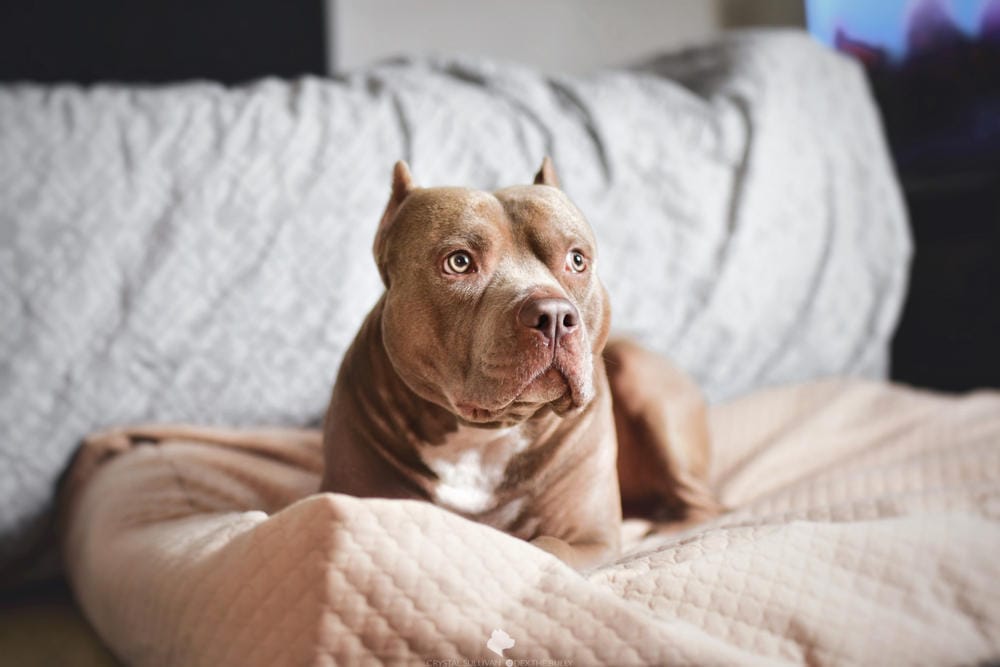 Customer photo review of Dog Bed Slip Cover