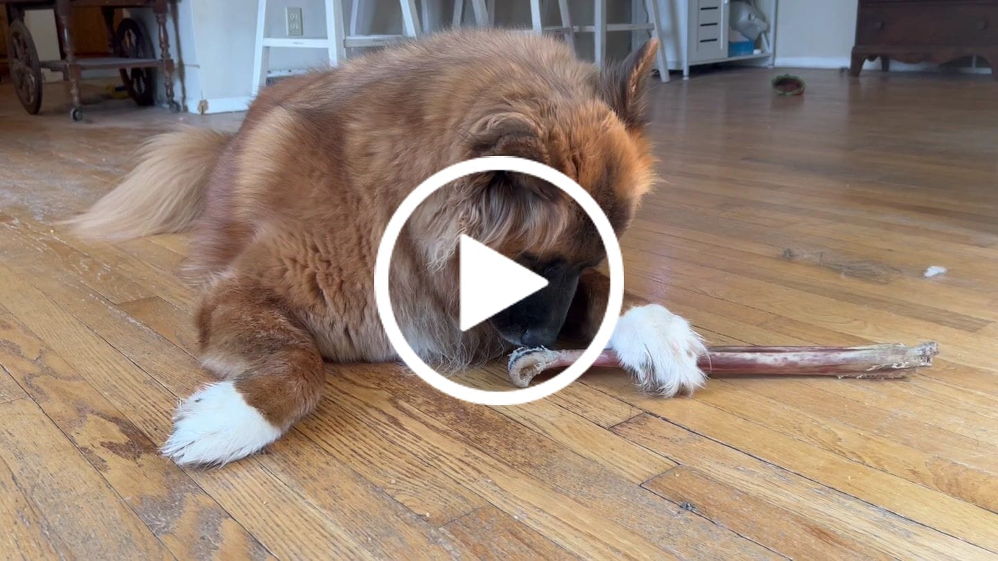 Customer video review of Ostrich Long Bone (19" x 3.5"): The Ultimate Challenge for Medium, Large & Extra-Large Dogs