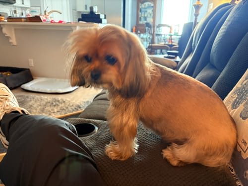 Customer photo review of FurLife™ 12 Months Flea and Tick Free