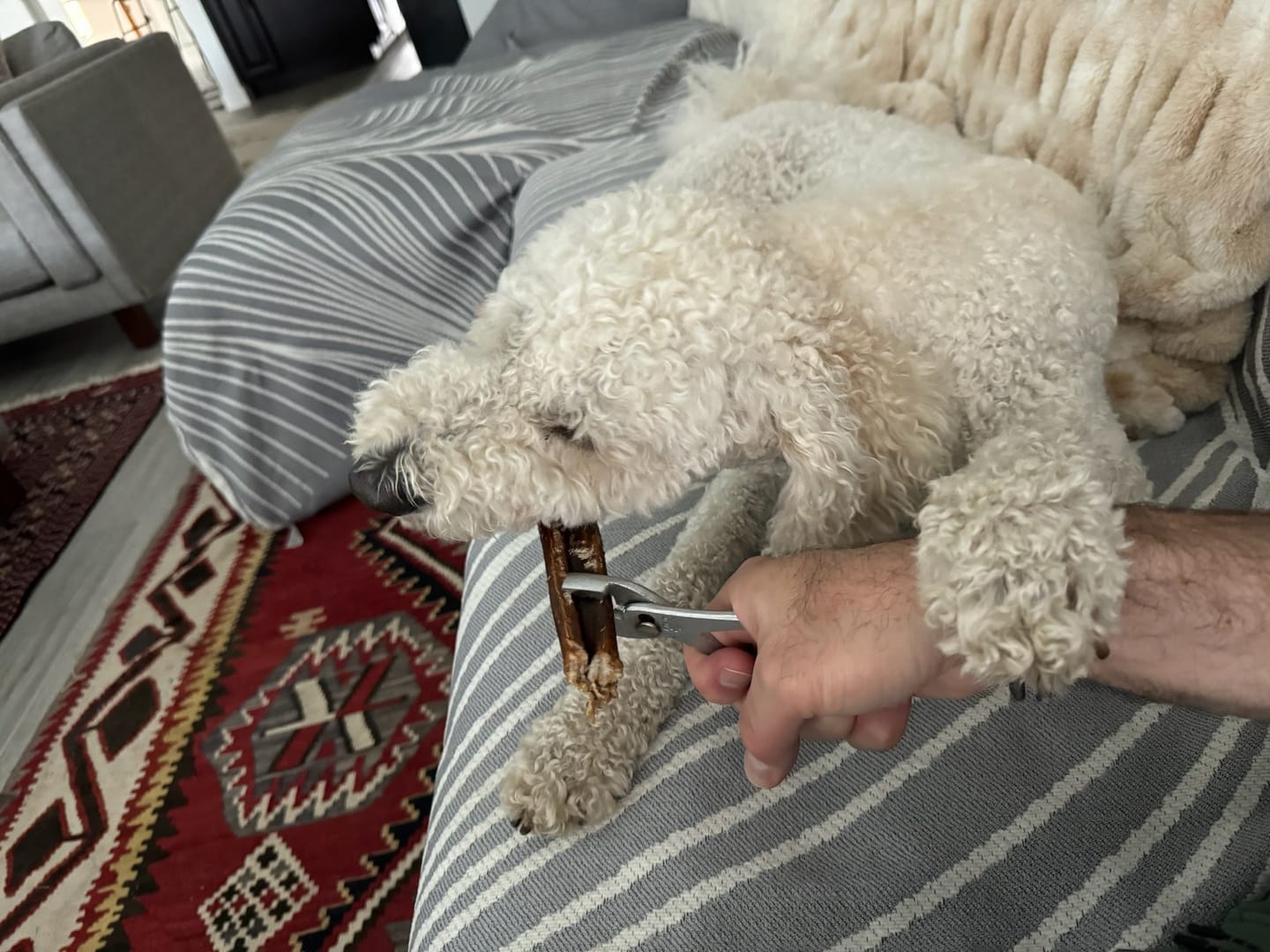 Customer photo review of 6 Inch Standard Braided Bully Stick