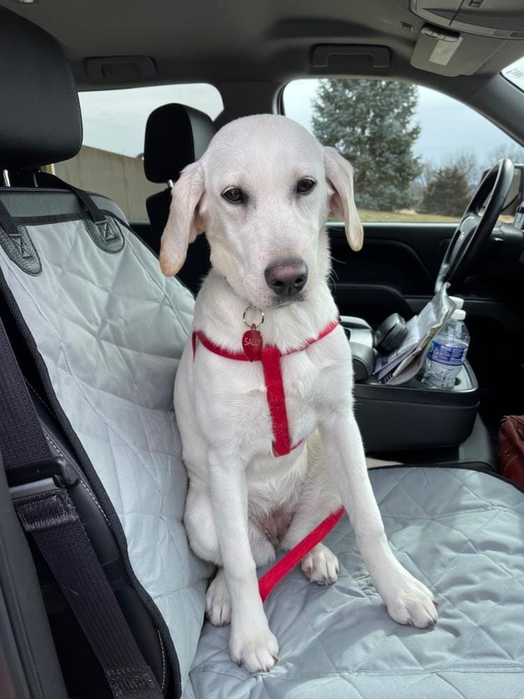 Customer photo review of Front Seat (Bucket Seat) Cover