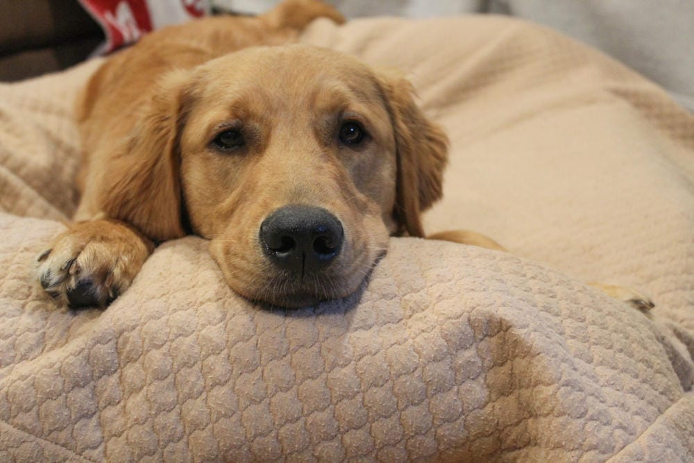 Customer photo review of Dog Bed Slip Cover