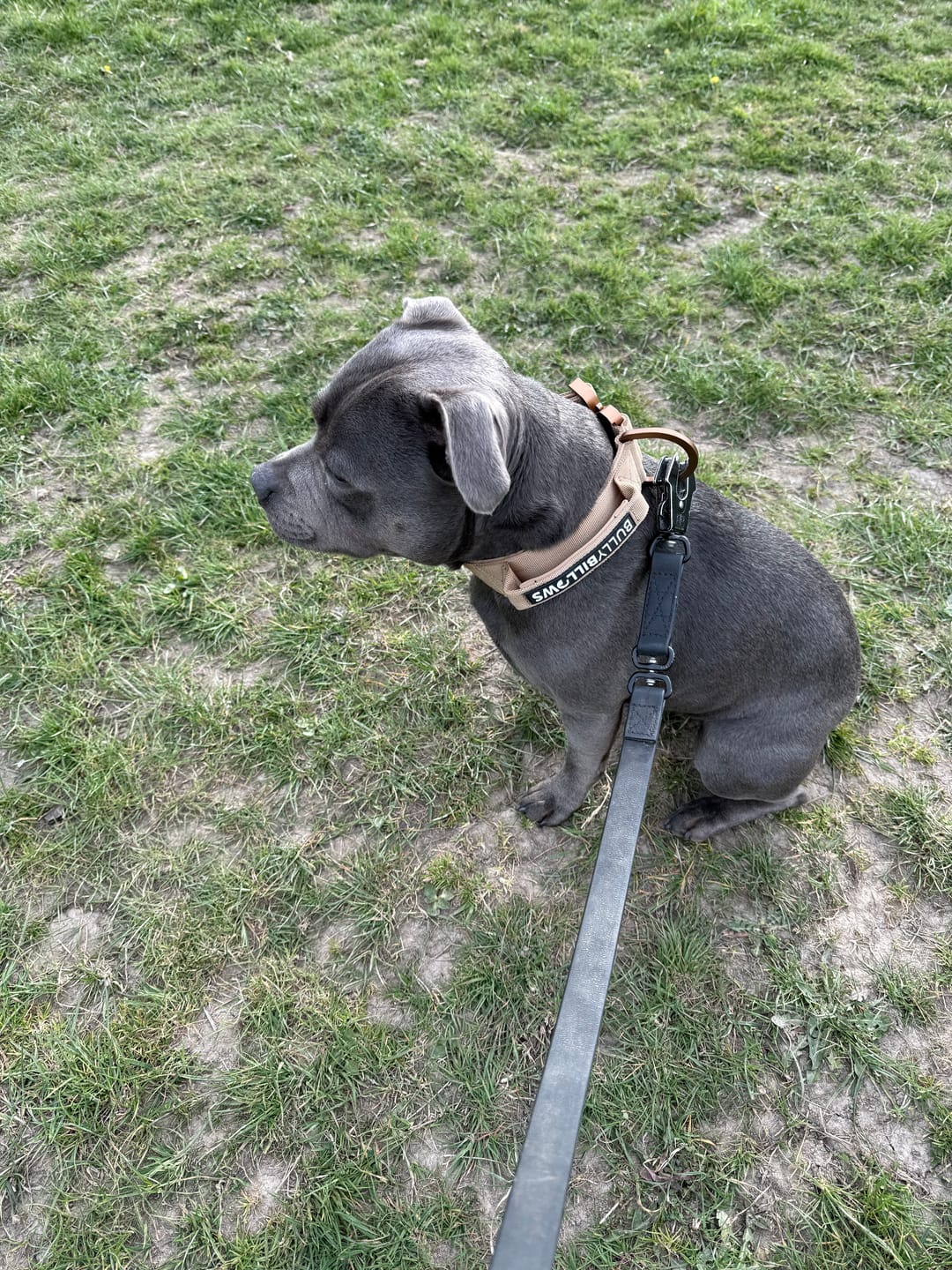 Customer photo review of 5cm Lighter Combat® Collar | With Handle Secure Clip - Tan x Tan