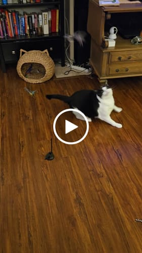 Customer video review of Interactive Bird Simulation Cat Toy Set
