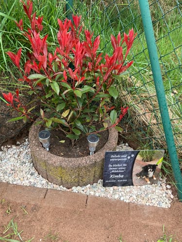 Customer photo review of Hunde Gedenktafel mit Foto & Spruch (UV- & Wetterfest)