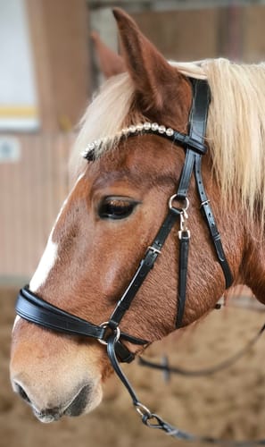 Customer photo review of CR Harmonybridle - gebisslose 3 in 1 Trense