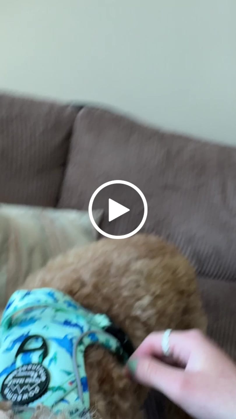 Customer video review of Tough Trails™ Harness - Dinky Dino