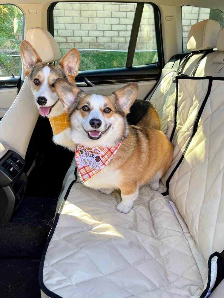 Customer photo review of Dog Rear Seat Cover - No Hammock