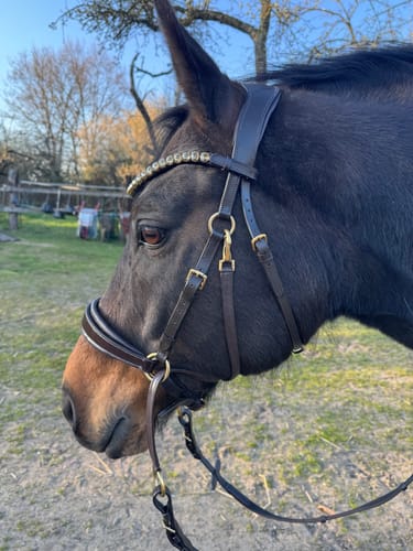 Customer photo review of Gold Edition LACK - Harmony Bridle - gebisslose Zäumung