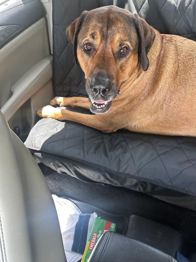 Customer photo review of Dog Rear Seat Cover - No Hammock
