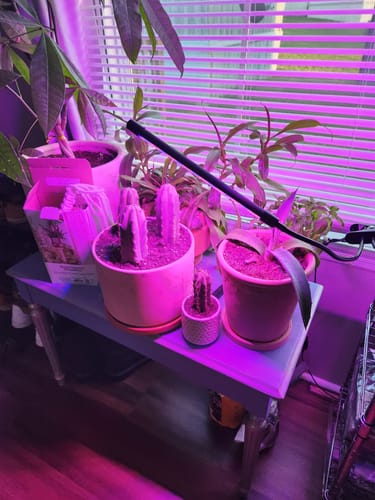 Customer photo review of Trichocereus Bridgesii | Bolivian Torch Cactus