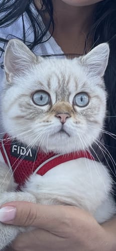 Customer photo review of FIDA Cat Harness and Leash Set for Walking Kitten and Puppy