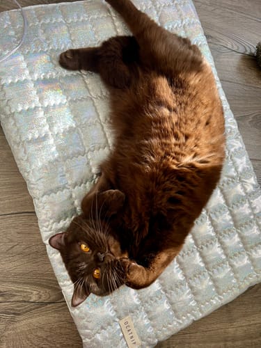 Customer photo review of Supernova Ravioli Bed