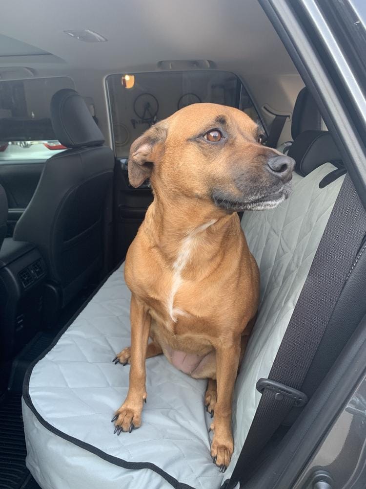 Customer photo review of Dog Rear Seat Cover - No Hammock