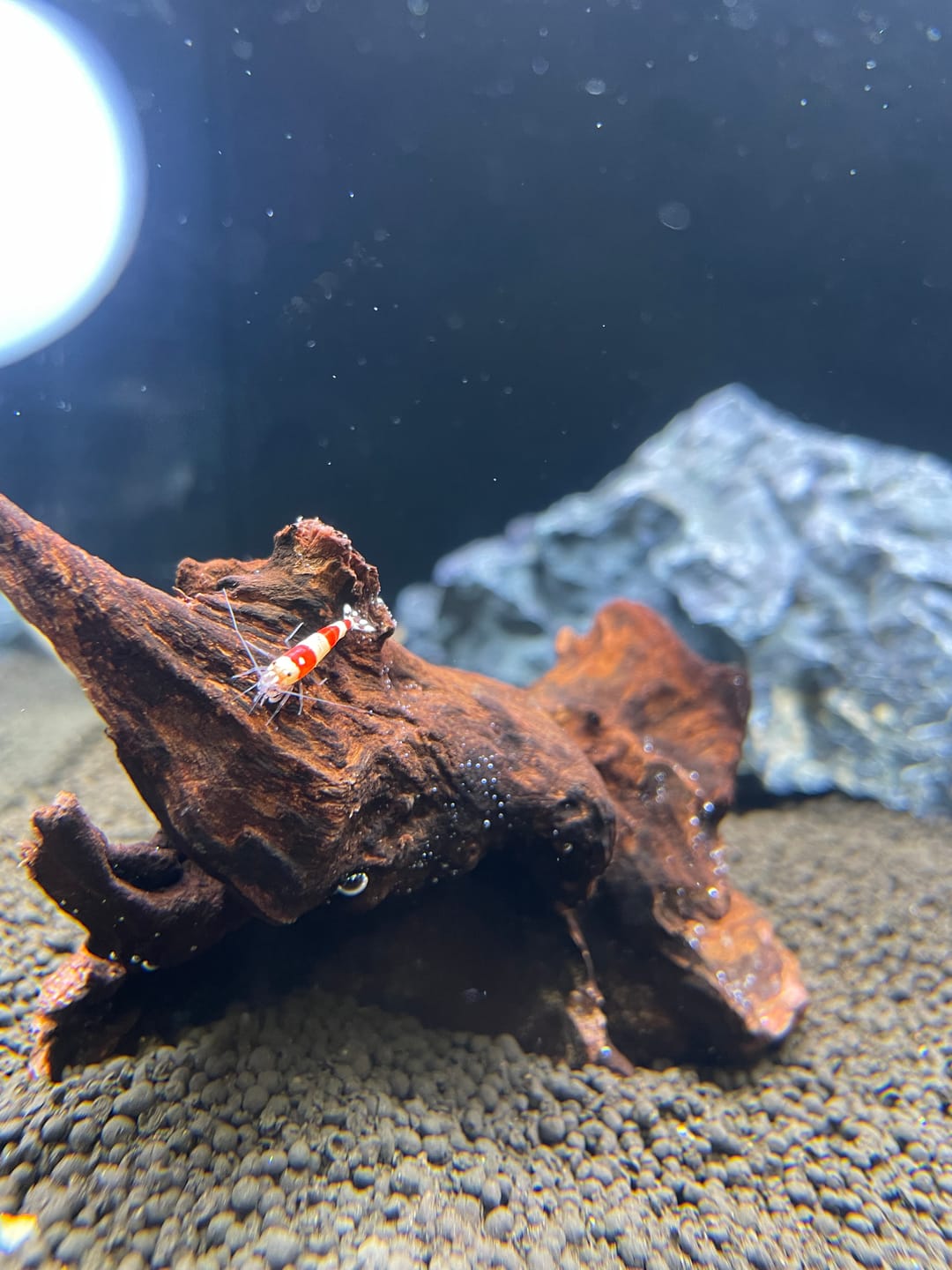 Customer photo review of Crystal Red Shrimp