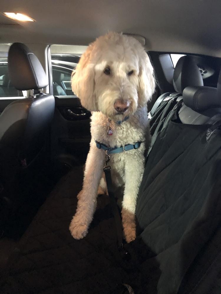 Customer photo review of Dog Rear Seat Cover - No Hammock
