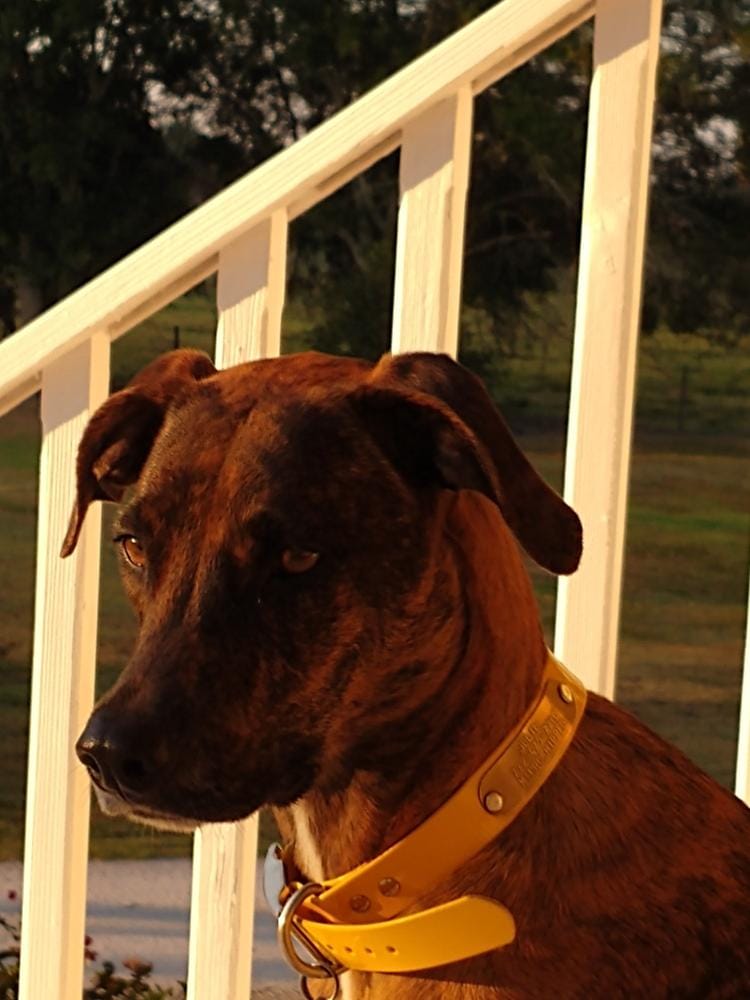 Customer photo review of Dog Rear Seat Cover - No Hammock