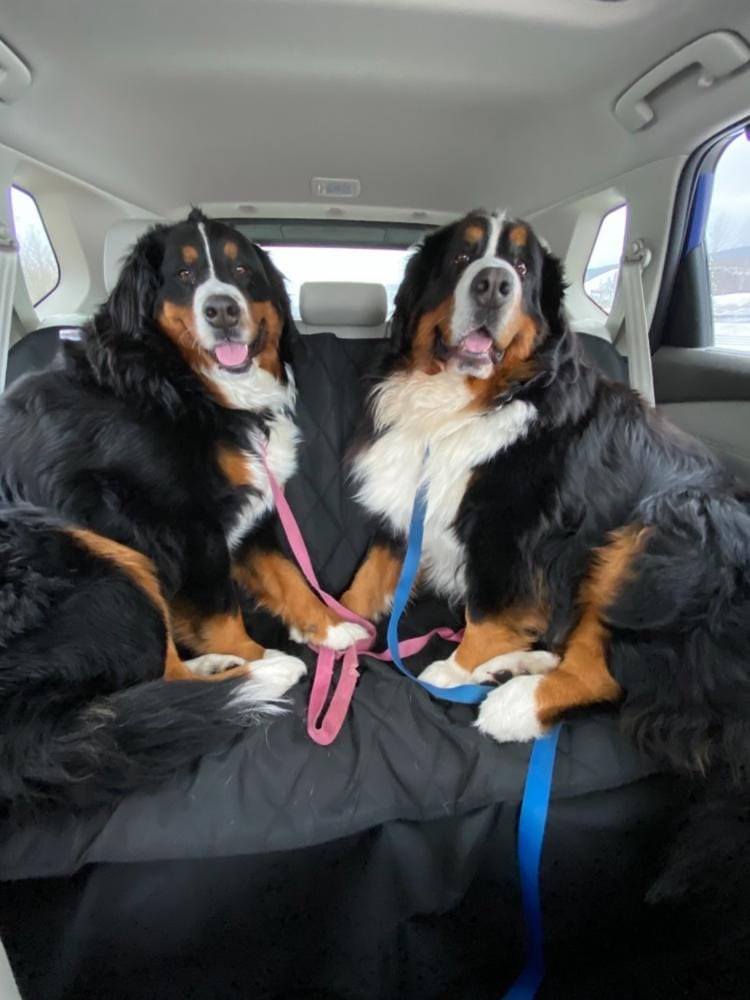 Customer photo review of Dog Rear Seat Cover - No Hammock