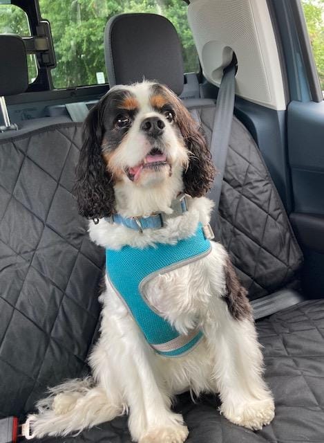 Customer photo review of Dog Rear Seat Cover - No Hammock