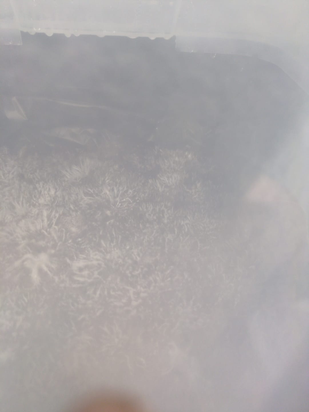 Customer photo review of 'Mark 1' Small Mushroom Monotub Package