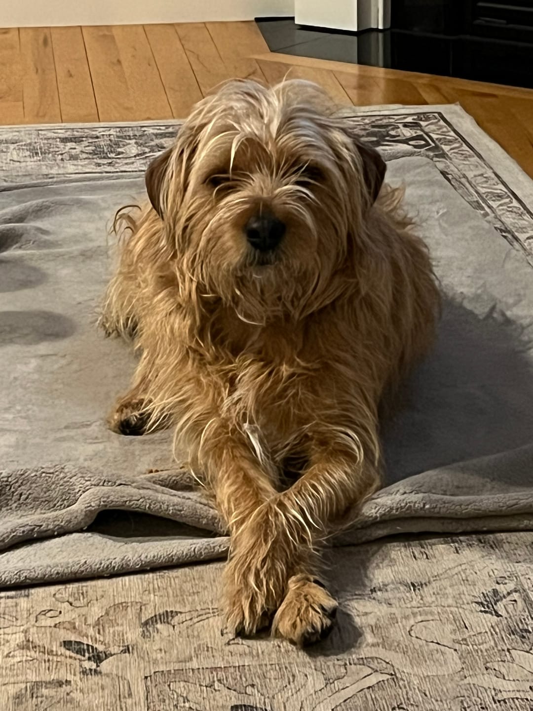 Customer photo review of 6 Inch Thick Braided Bully Stick