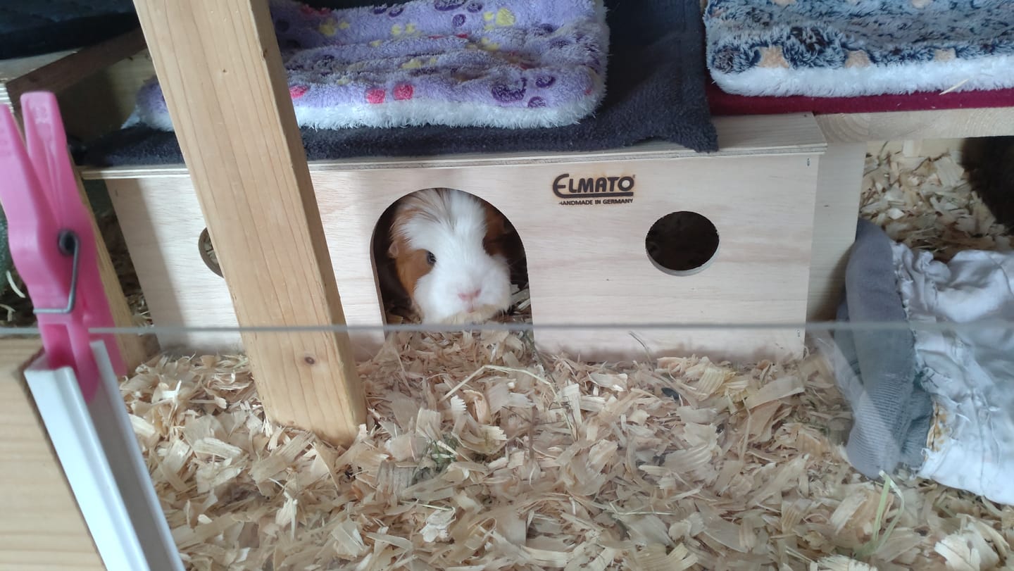 Customer photo review of Elmato Freddy´s Meerschweinchenstation, 3 Eingänge