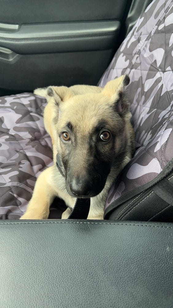 Customer photo review of Front Seat (Bucket Seat) Cover