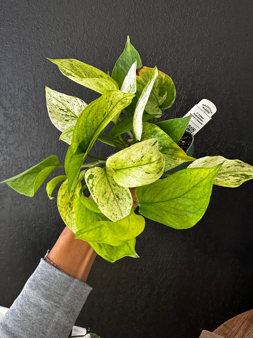 Customer photo review of Pothos Epipremnum aureum 'Jessenia'