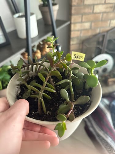 Customer photo review of Plant Food